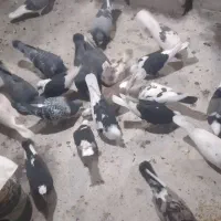 کفتر شهرستانی وپلاکی