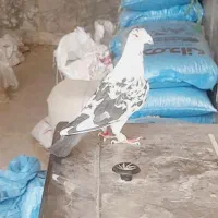 نر فروشی فریمان قابل ارسال|پرنده|فریمان, |دیوار