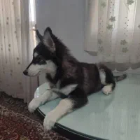 فروش توله سگ اصیل|سگ|شاهرود, |دیوار