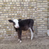 یک راس تلیسه یا گوساله ماده سیمینتال|حیوانات مزرعه|رامند, |دیوار