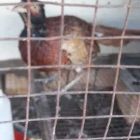 خروس|حیوانات مزرعه|مینودشت, |دیوار