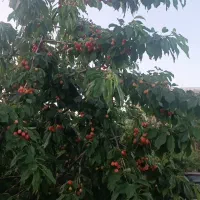 فروش باغ شهر کدیون متراژ 500متر تا 1200متری،|فروش زمین و ملک کلنگی|شیراز, کودیان|دیوار