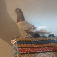 نر بوز با دوتا حلقه تو پاش