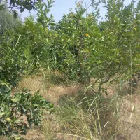 فروش زمین مسکونی روستا نوده ملک