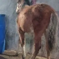 کره نریان 5ماه