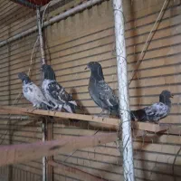 کفتر پاکستانی و چتری|پرنده|قم, آذر (نکویی)|دیوار