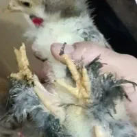 تخم مرغ نطفه دار پاپر