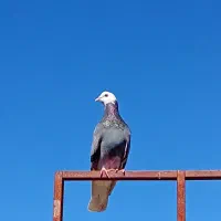 کفتر طوقی|پرنده|بم, |دیوار