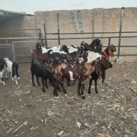 بزاصل پاکستانی|حیوانات مزرعه|طسوج, |دیوار