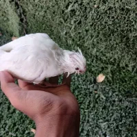 عروس هلندی جوجه سرلاکی