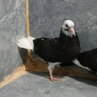 یک جفت کفتر ابلق|پرنده|مریوان, |دیوار