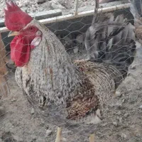 مرغ وحیوانات