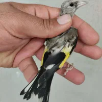 جوجه سهره نر دورگ سیبیل زده قیص کرمونی ۸۵۰|پرنده|شیراز, رکن‌آباد|دیوار