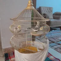 سه عدد عروس بازی گوش|پرنده|نسیم‌شهر, |دیوار