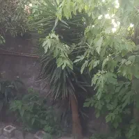 تعدادی گل یوکا به فروش می سد