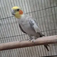 عروس هلندی دستی سخنگو*