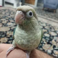 گیرینچیک|پرنده|پاکدشت, پاکدشت (مامازند)|دیوار