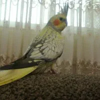 پرنده عروس هلندی