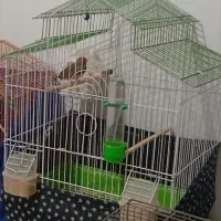 مرغ عشق و فنچ|پرنده|رباطکریم, نصیرشهر|دیوار