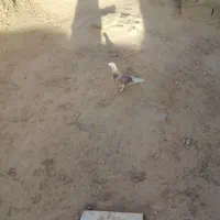 کبوتر پرشی نر مست قیمت چهار صد پنجاه