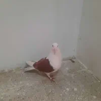 کفتر یا کبوتر یک جفت|پرنده|تهران, شمیران‌نو|دیوار