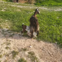 سلام دوستان دو تا بز با سه کهره دو نر یه ماده