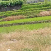 علف زنی انواع زمین باغ و ویلا