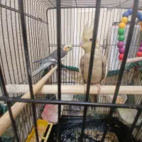 عروس هلندی نرو ماده دستی