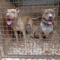 واگذاری پیتبول ماده