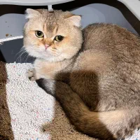 نر گلد مولد قوی|گربه|تهران, میرداماد|دیوار