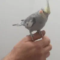 عروس هلندی زیبا و خوش صدا|پرنده|بوکان, |دیوار