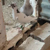 پرنده شهرستانی|پرنده|دماوند, گیلاوند|دیوار