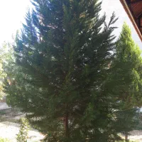 ویلا باغ داخل مجموعه اشکاوند