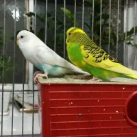 مرغ عشق|پرنده|رضوانشهر, |دیوار