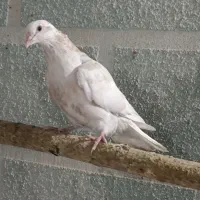 کبوتر گرفتنی