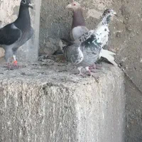 جوجه پلاکی کوهی نام آور