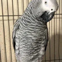 کاسگو ماده رام