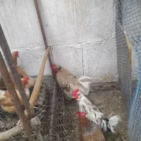 خروس کاکلی  ،خروس گلین