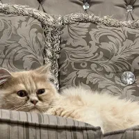 گربه ی پرشین ۷ ماهه