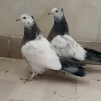 کفتر کبوتر کله دم سبز جوجه جیر کاکلی