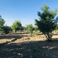 فروش باغ ۴۰۰۰ متری واقع در مهارلو دریاچه نمک|فروش زمین و ملک کلنگی|شیراز, مسلم|دیوار