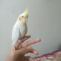 عروس هلندی ماده