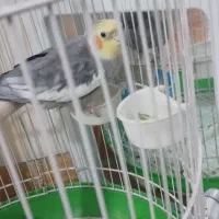 عروس هلندی سخن گو