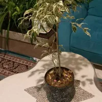 گلدان طبیعی یوکا وبنجامین وپتوس وگندمی|گل و گیاه طبیعی|تهران, شهرک ولیعصر جنوبی|دیوار