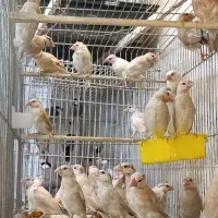 فنچ نرگسی|پرنده|شیراز, بازار|دیوار