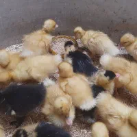 اردک اسراییلی|حیوانات مزرعه|کاشمر, |دیوار