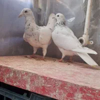 کفترآلمانی مسافتی|پرنده|گلبهار, شهر جدید گلبهار|دیوار