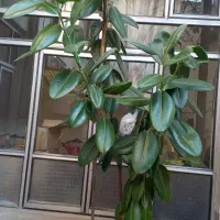 گل تیفوس بزرگ