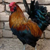 خروس گلین