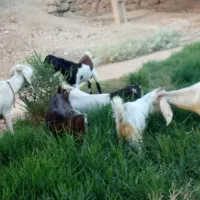 نه عدد بز و بیگ|حیوانات مزرعه|مسجد سلیمان, |دیوار